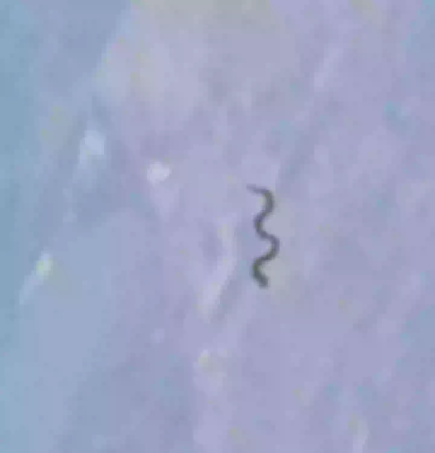 Reddit / u/MartianXAshATwelve