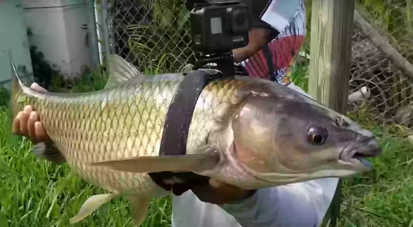 (Monster Mike Fishing/YouTube)