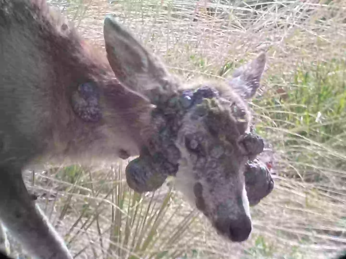 The infection doesn't always clear up on its own (Colorado Parks and Wildlife — Northeast Region)