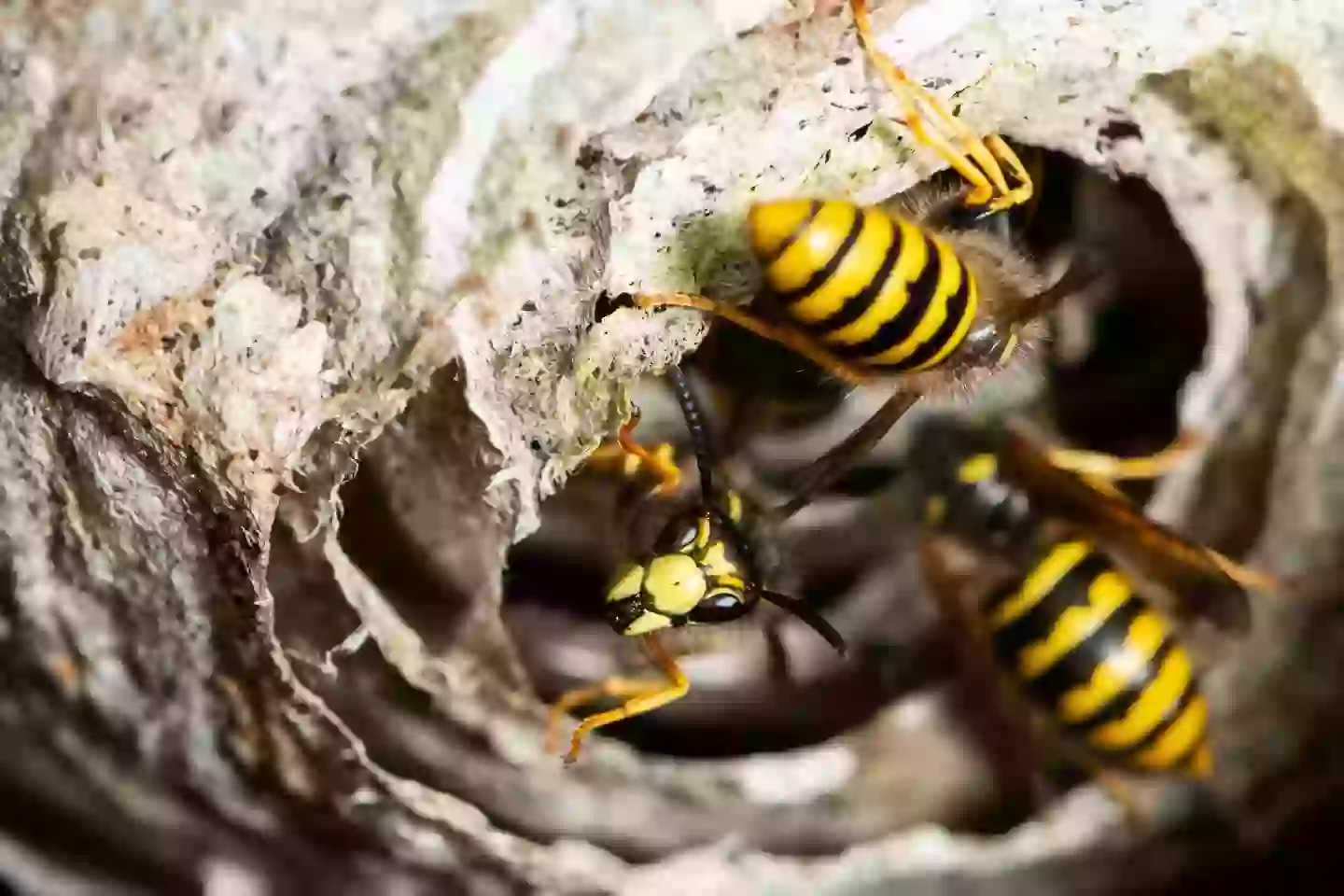 Close up of wasps at the entrance of their nest (Getty Images)