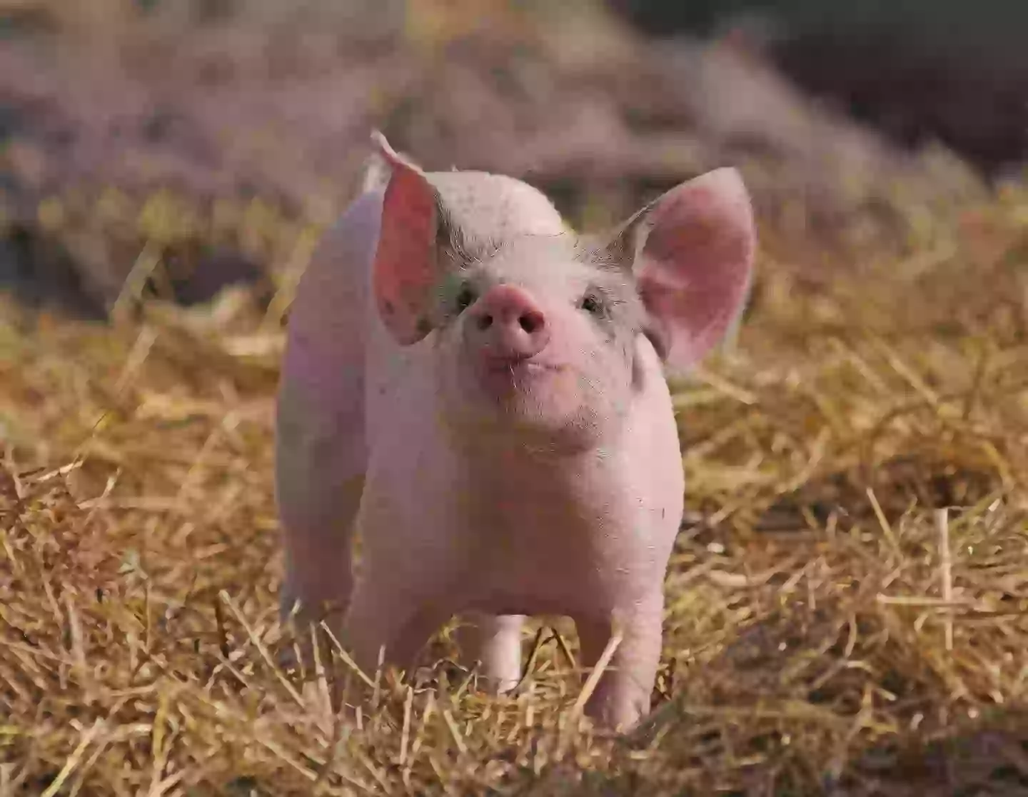 This is the first documented surgery where a cross-species lung transplant has been conducted (Gary Chalker/Getty Images)