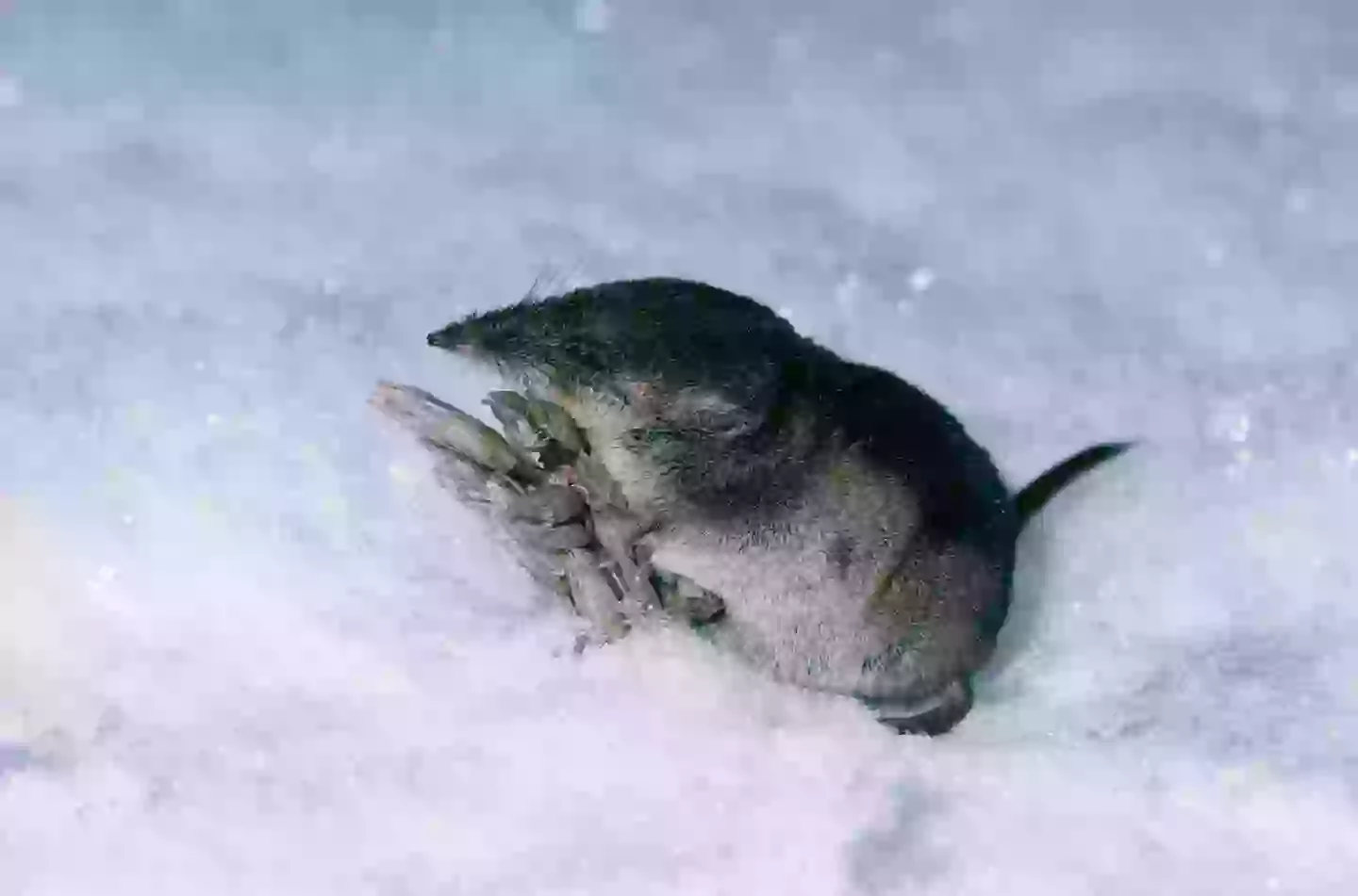 The Camp Hill virus was first spotted within the organs of shrews (DeAgostini/Getty Images)