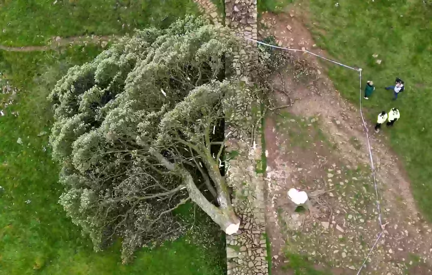 The iconic Sycamore Gap tree was felled with a chainsaw by Carruthers and Graham overnight (Jeff J Mitchell/Getty Images)