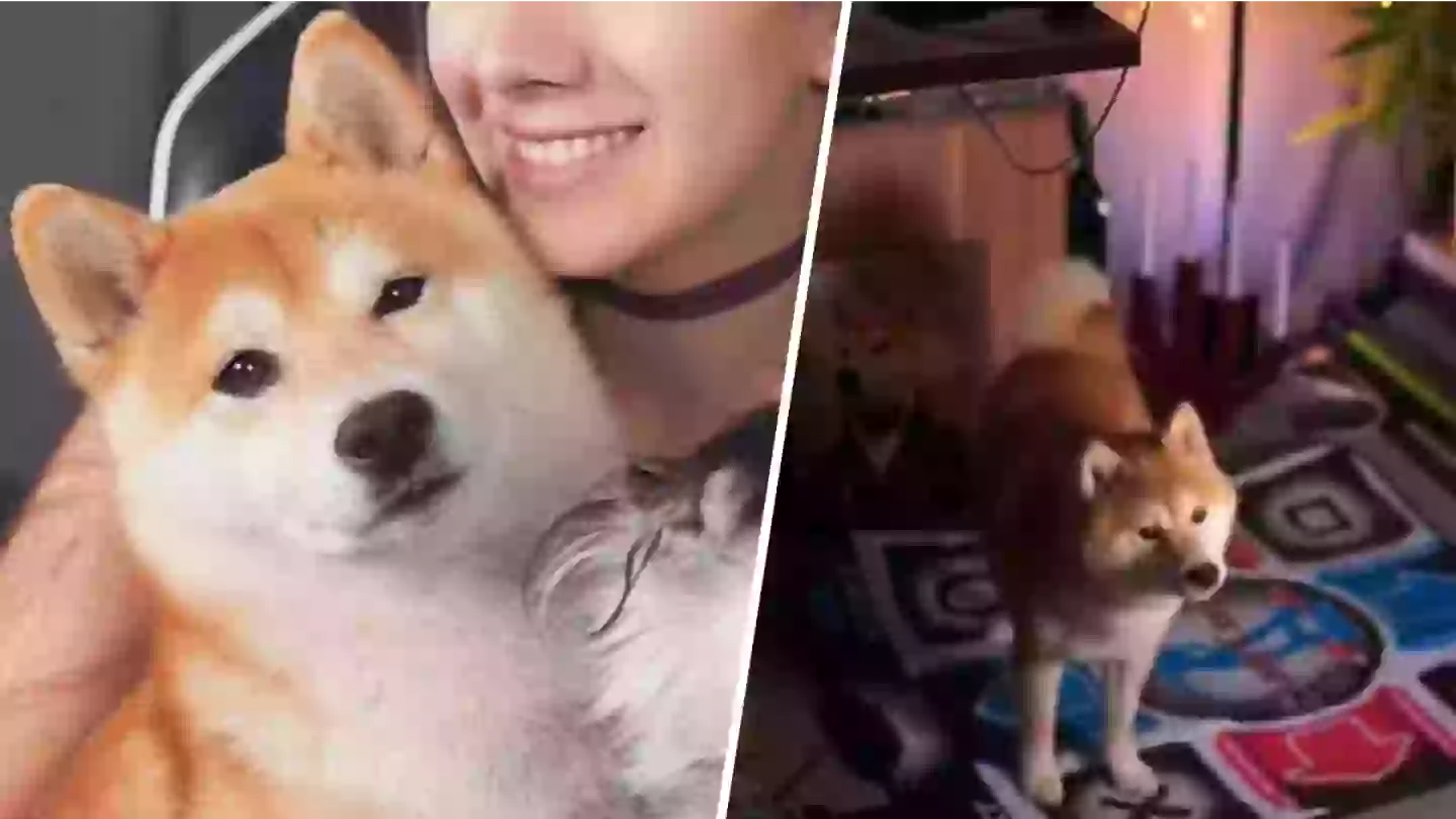 Elden Ring’s hot new streamer is a dog called Yoshi