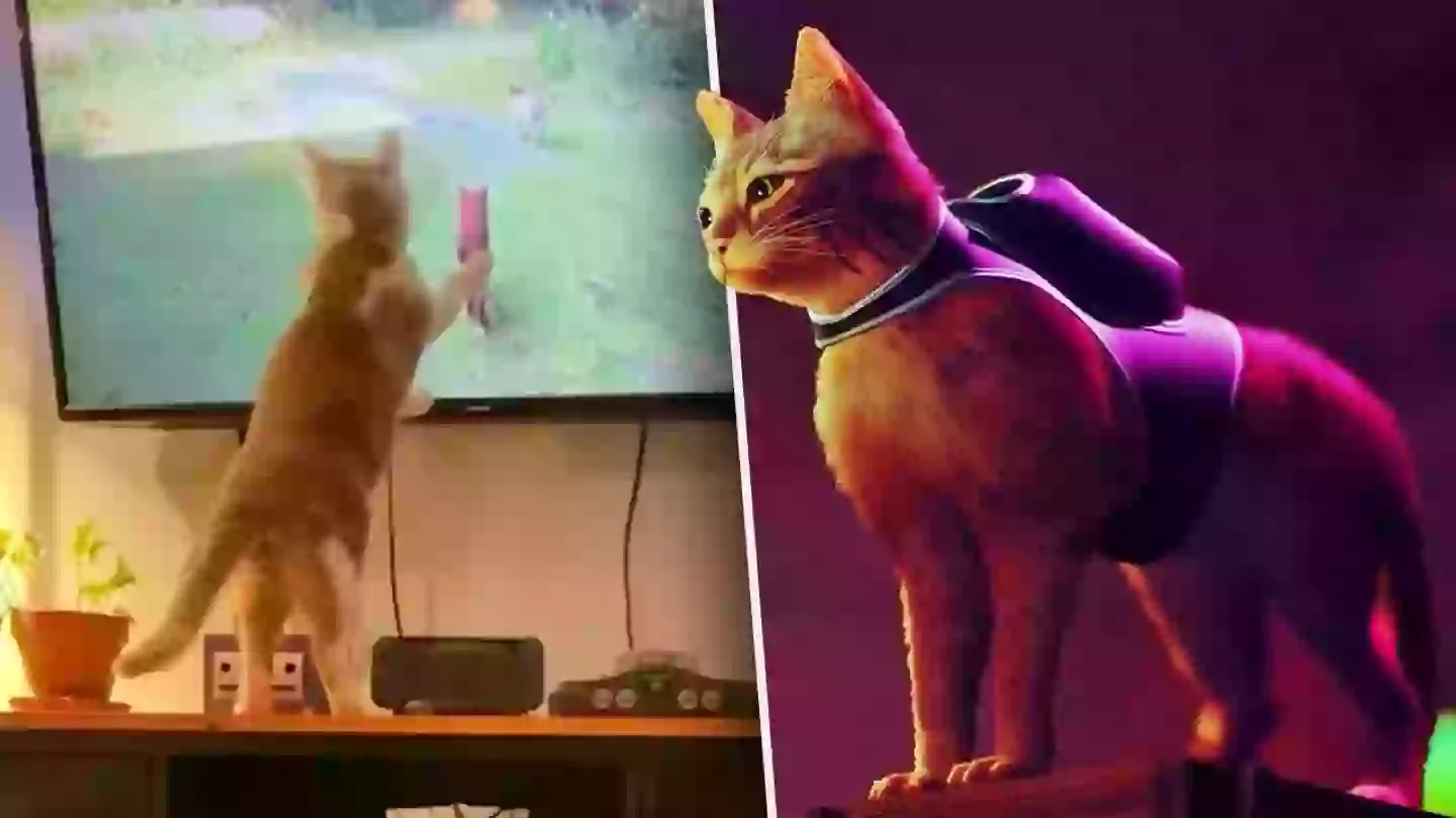 Cats Enjoying ‘Stray’ Are Taking Over The Internet