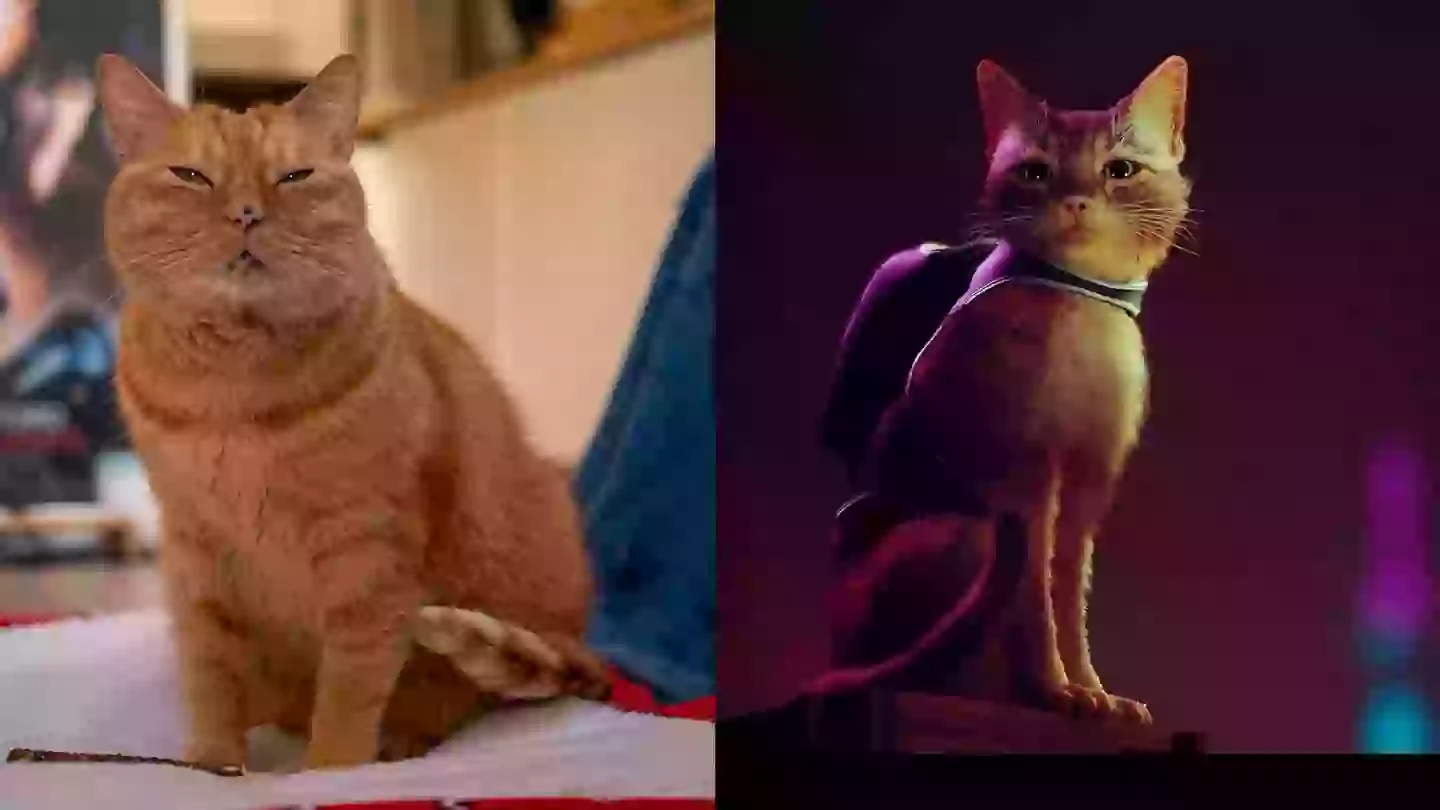 Stray (ft. Murtaugh!) /