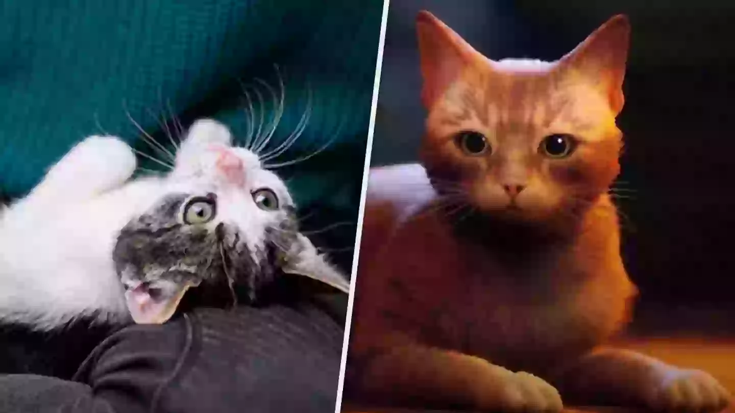 ‘Stray’ Publisher Is Raising Money For Homeless Cats