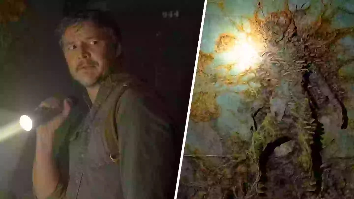 The Last Of Us fans horrified as fungus-infected spiders discovered in Scotland