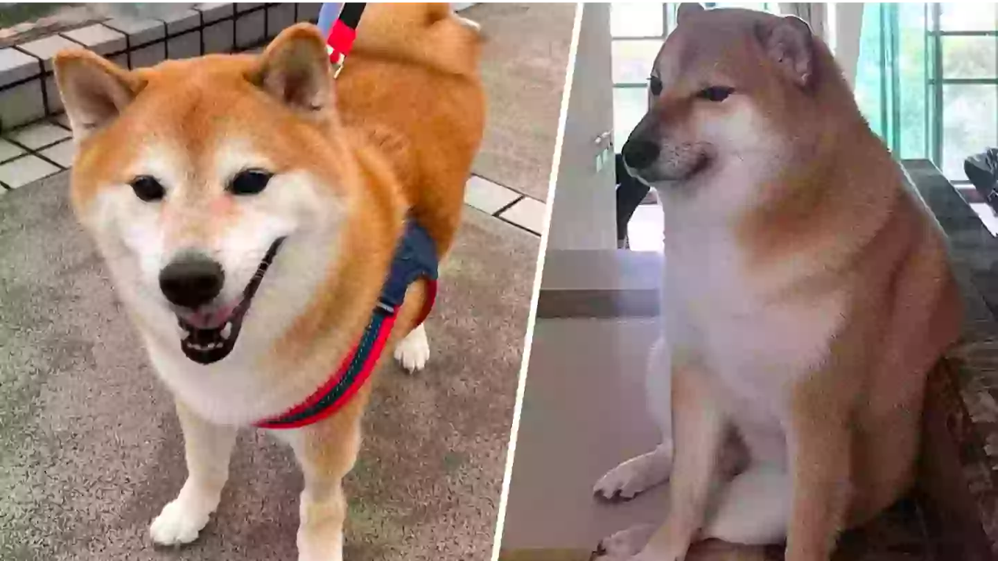 Beloved ‘meme dog’ Cheems passes away during surgery