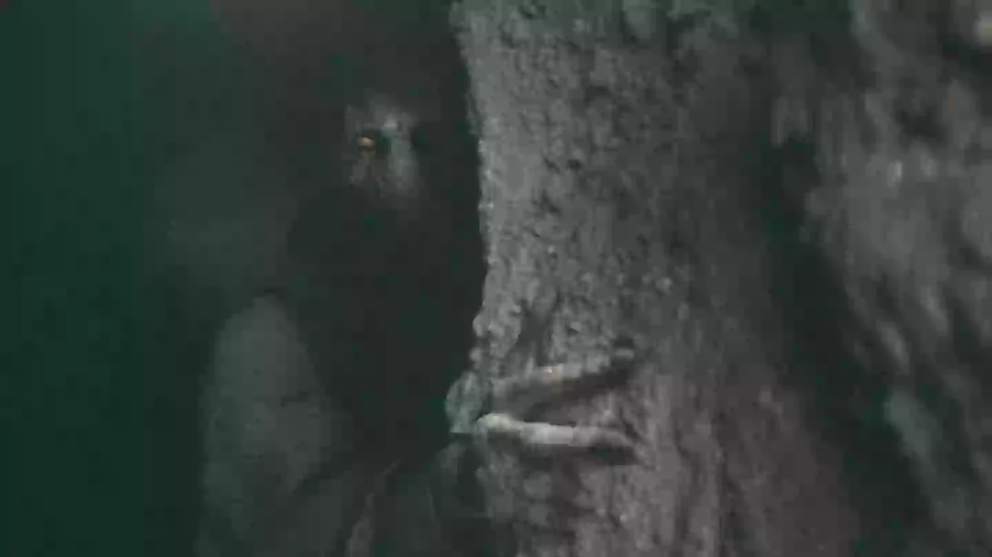 Star Wars fans hail Darth Plagueis prequel as ‘masterpiece’