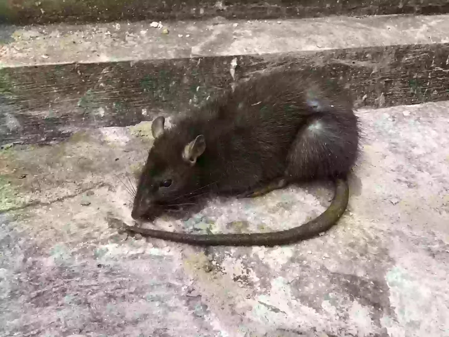 Rats can carry illness which pass onto humans (Getty Stock)