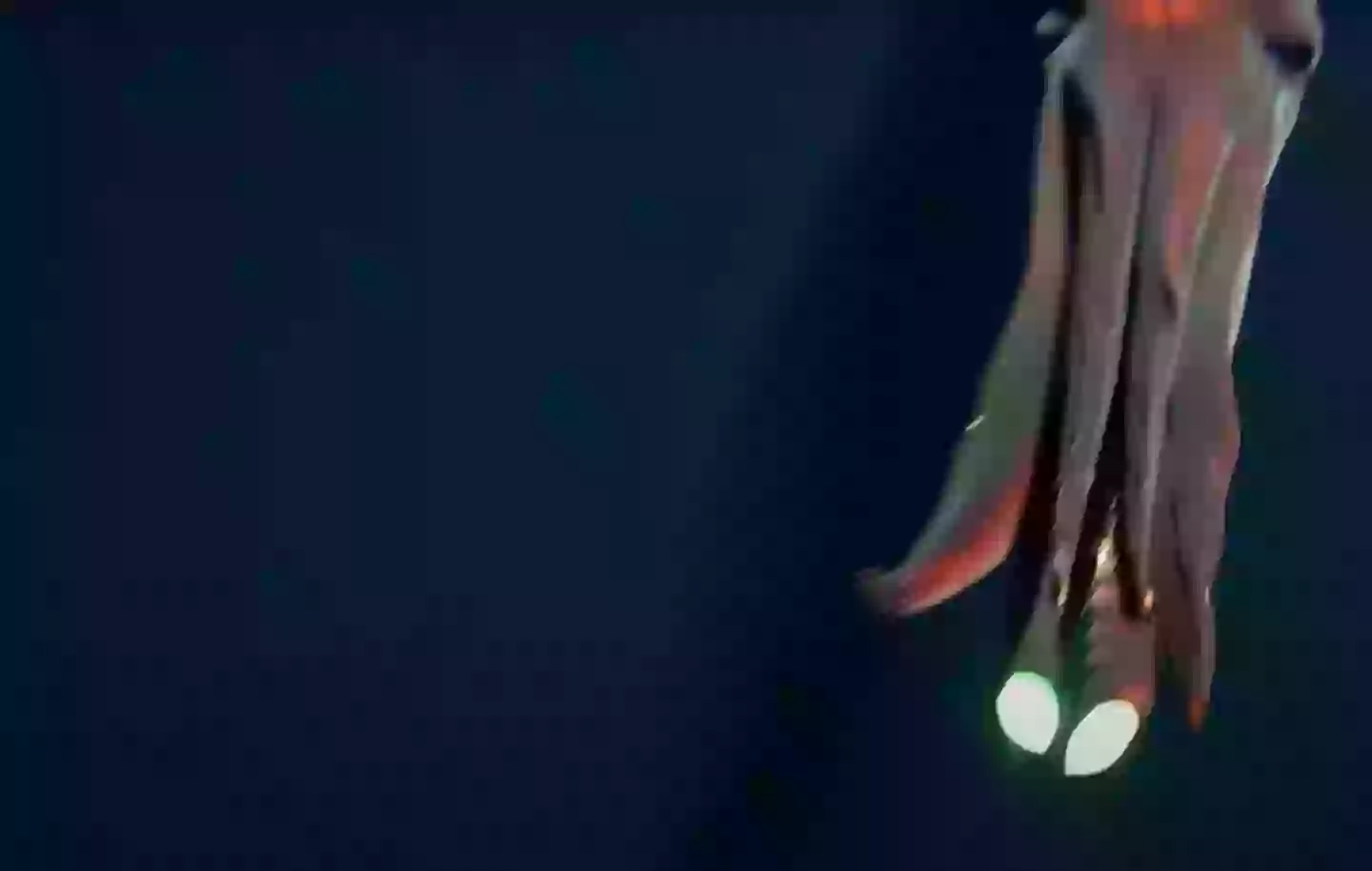 What would you do if you spotted this on a swim? (UWA/Inkfish)