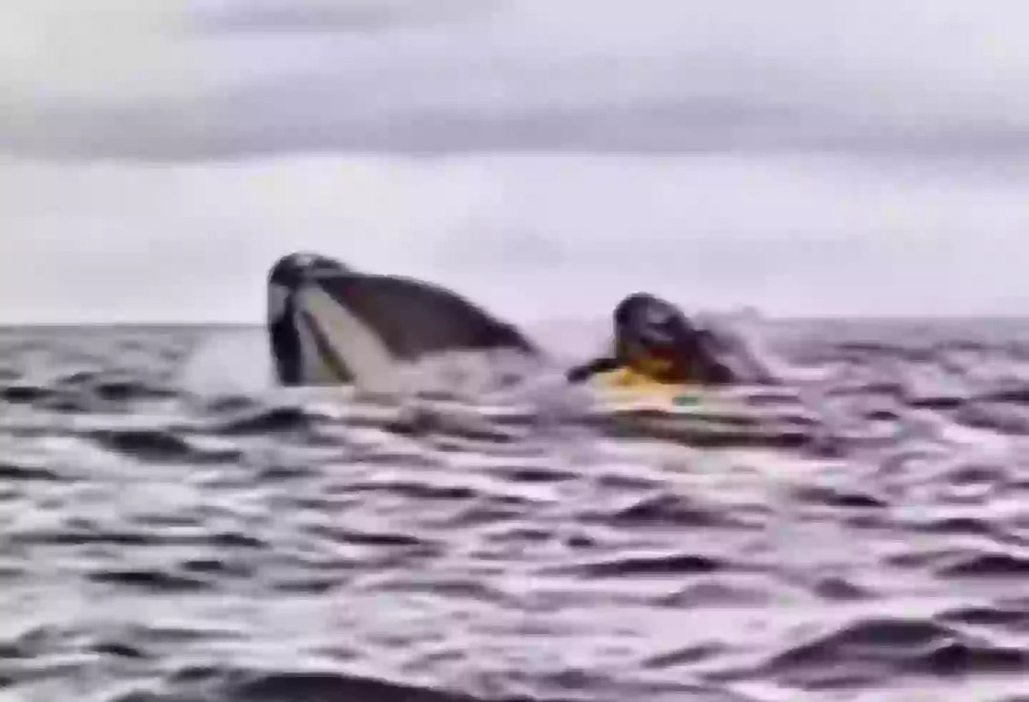 24-year-old Adrian Simancas was swallowed by a whale, but soon spat back out again (Dell Simancas)