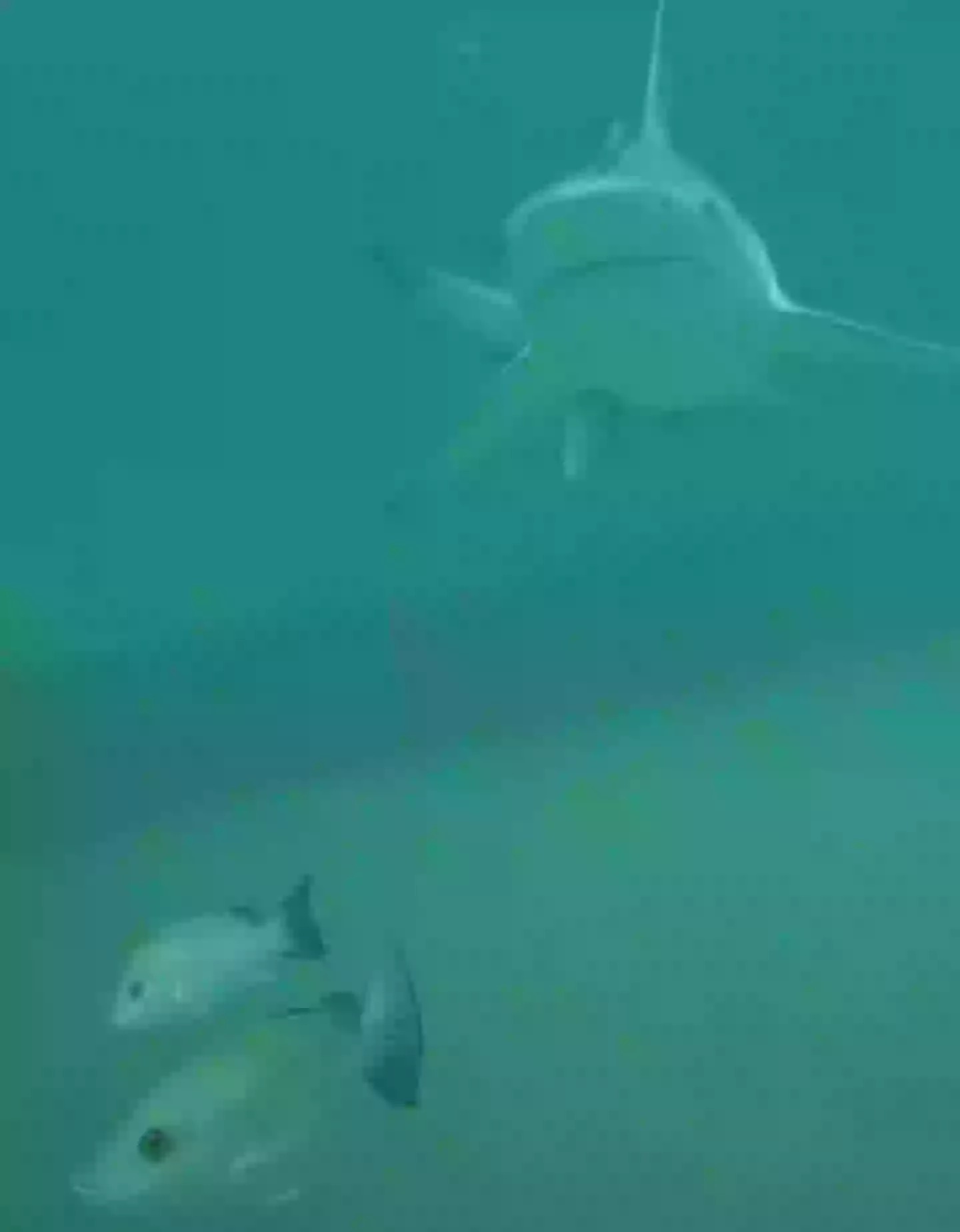 That fish looks appropriately worried about the shark (Youtube/thereel850)