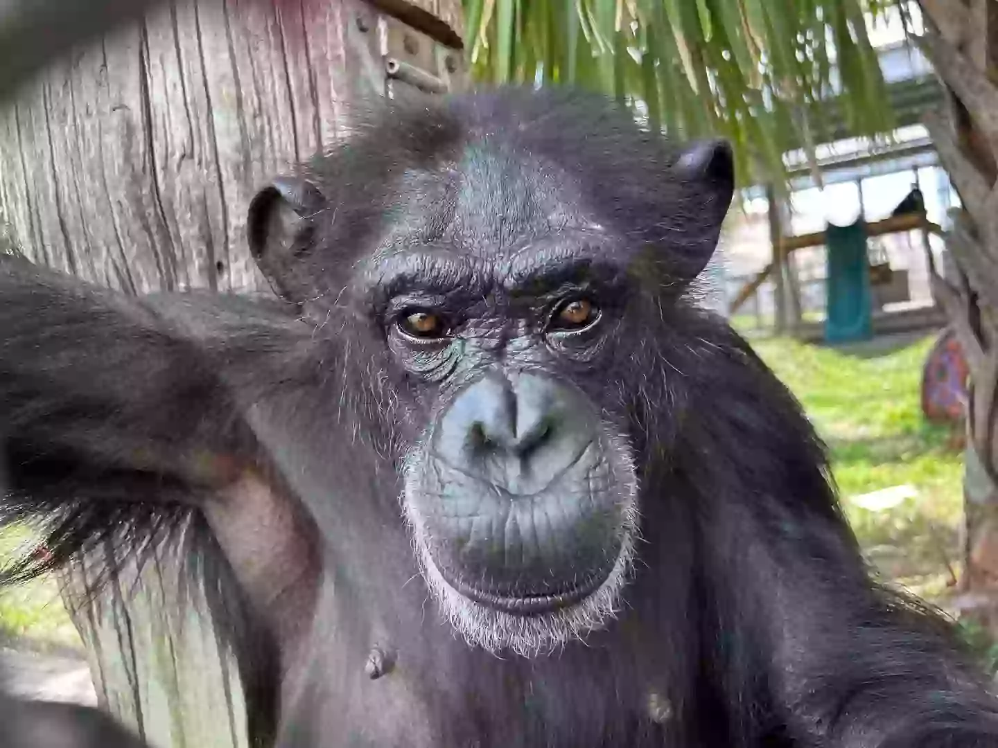 Vanilla went viral thanks to the video last year. (Save the Chimps)
