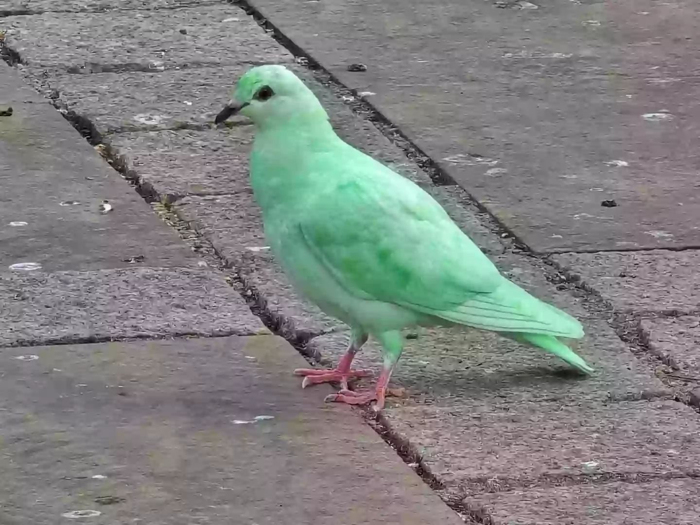 The RSPCA said it suspects the bird has been painted or dyed (SWNS)