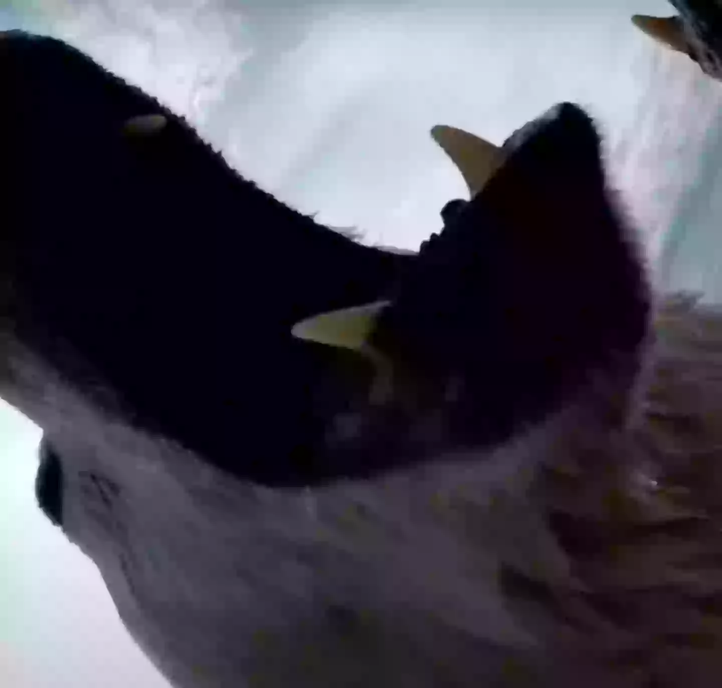 Polar bears have adapted to having more time on land (USGS/Washington State University)