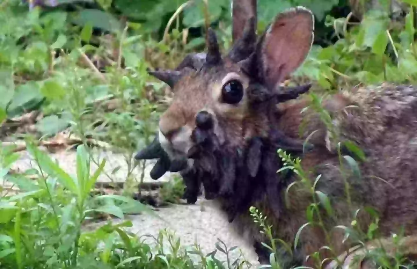 UK rabbits should be safe (Reddit)