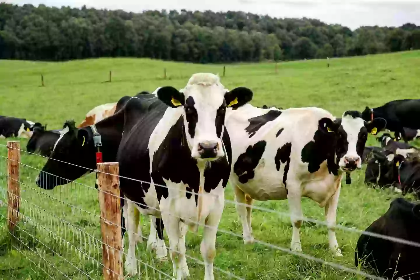 Are these cows even real?! (Kinga Krzeminska/Getty stock photo)