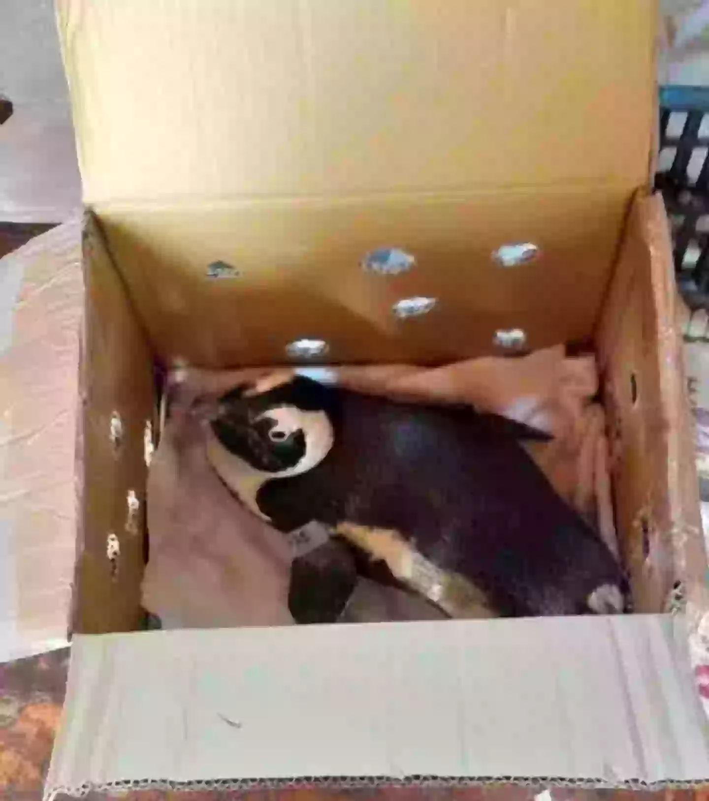 The penguin was innocent. (South African Civil Aviation Authority)