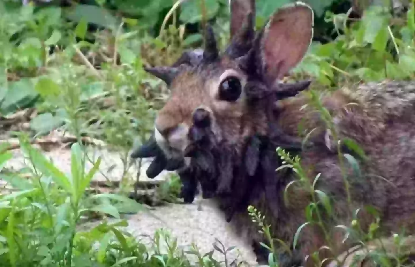 Susan says she's seen more than one in her garden (Reddit)