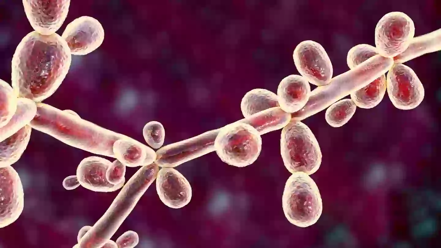 C. auris 'gaining attention from health authorities worldwide' (Getty Stock Images)