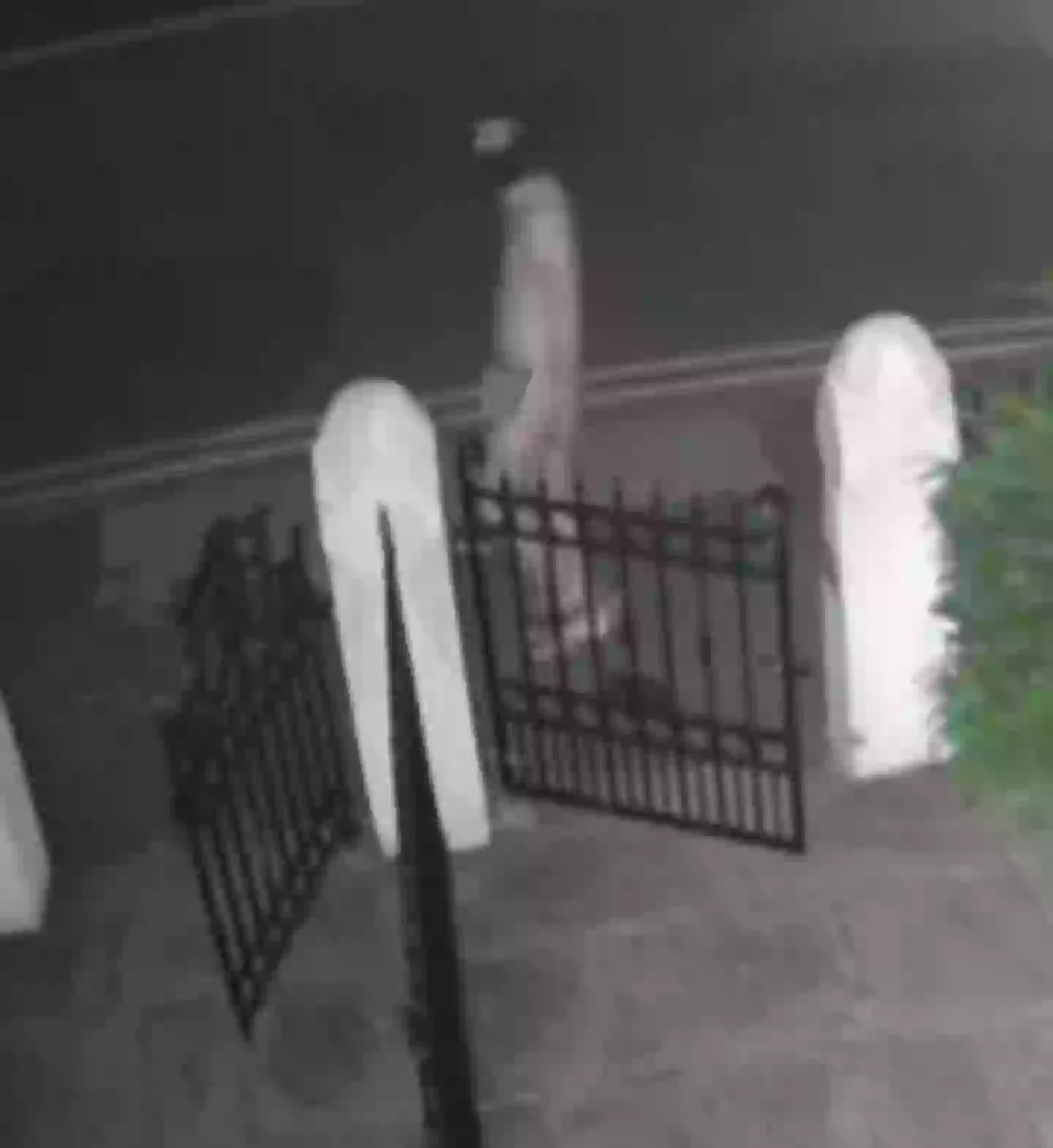 It's not quite what you expect when you wake up and check your cameras in the morning. (Facebook)