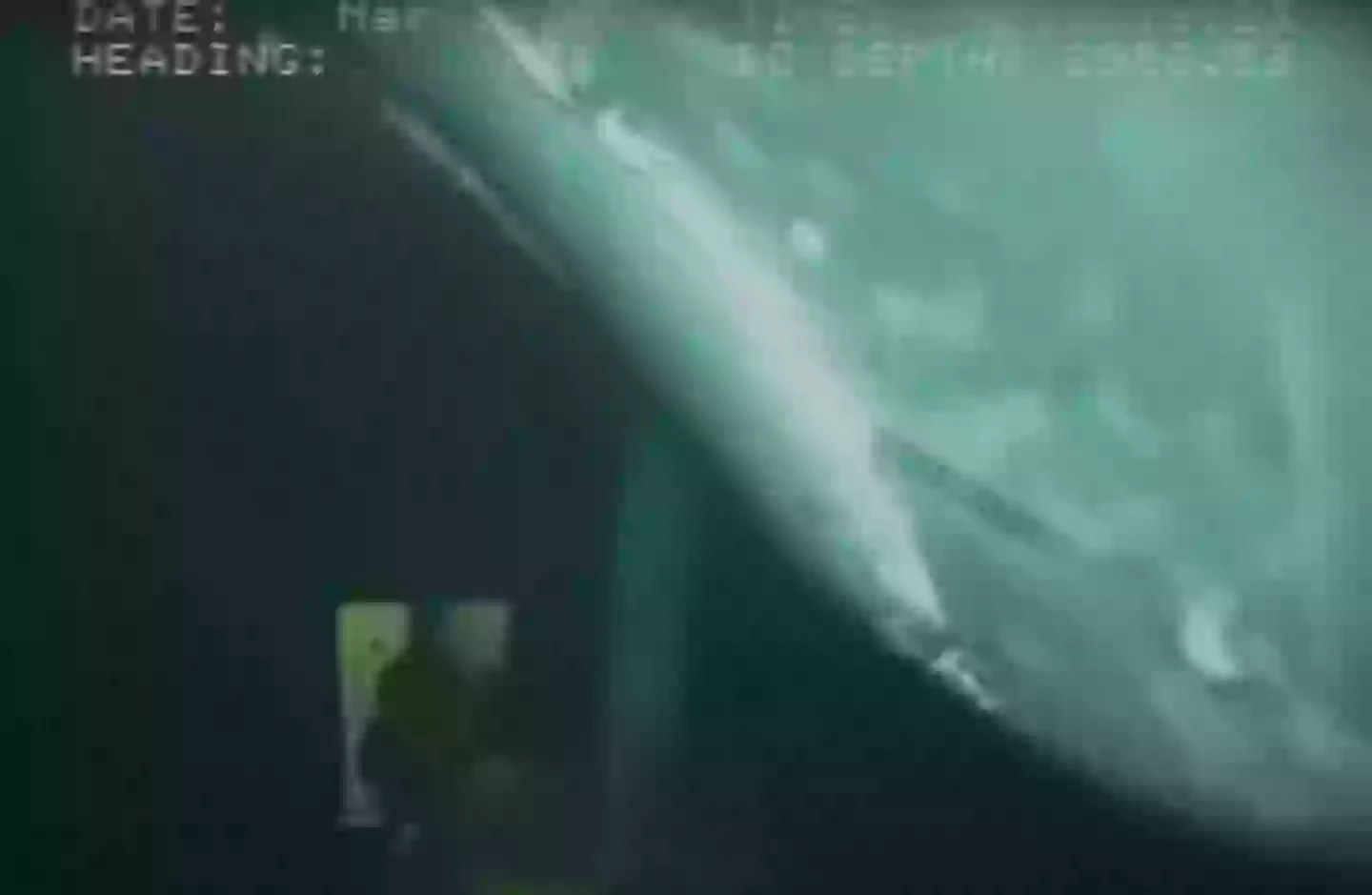 Maybe the whale was just saying hi (YouTube/Nick S)