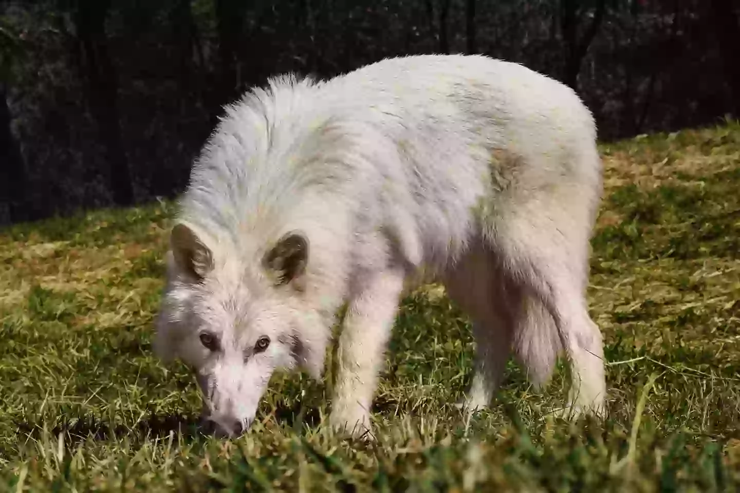 Winter is coming (Colossal Biosciences)