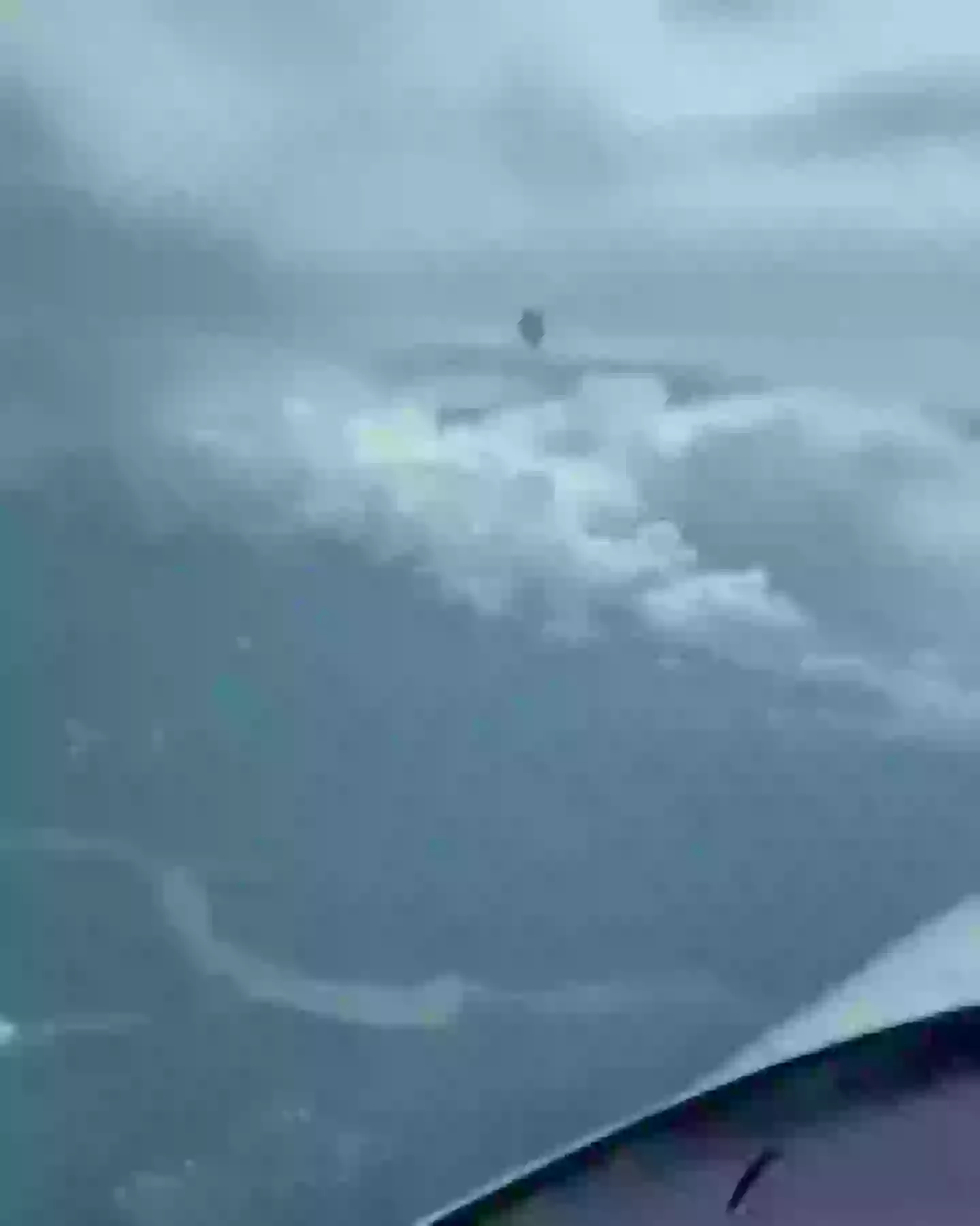 What do you suppose it is? (X/Jorge Arteaga)