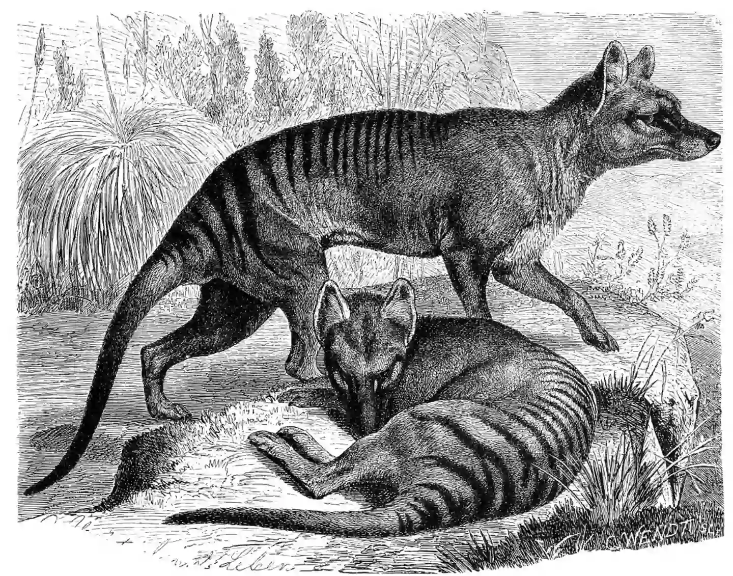 Drawings of thylacine, also known as Tasmanian tigers (Bildagentur-online/Universal Images Group via Getty Images)