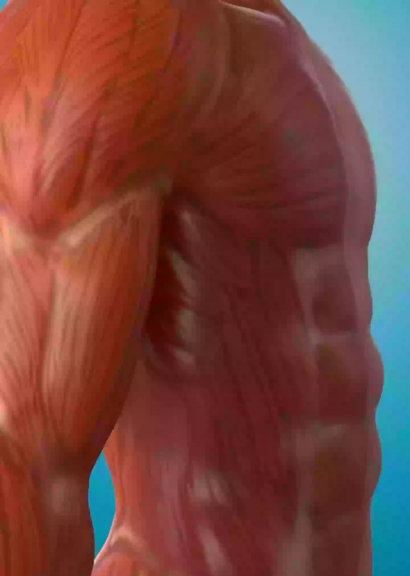 After seeing that video, I wouldn't be surprised if everyone reading went for a run (YouTube/@theanatomylab)