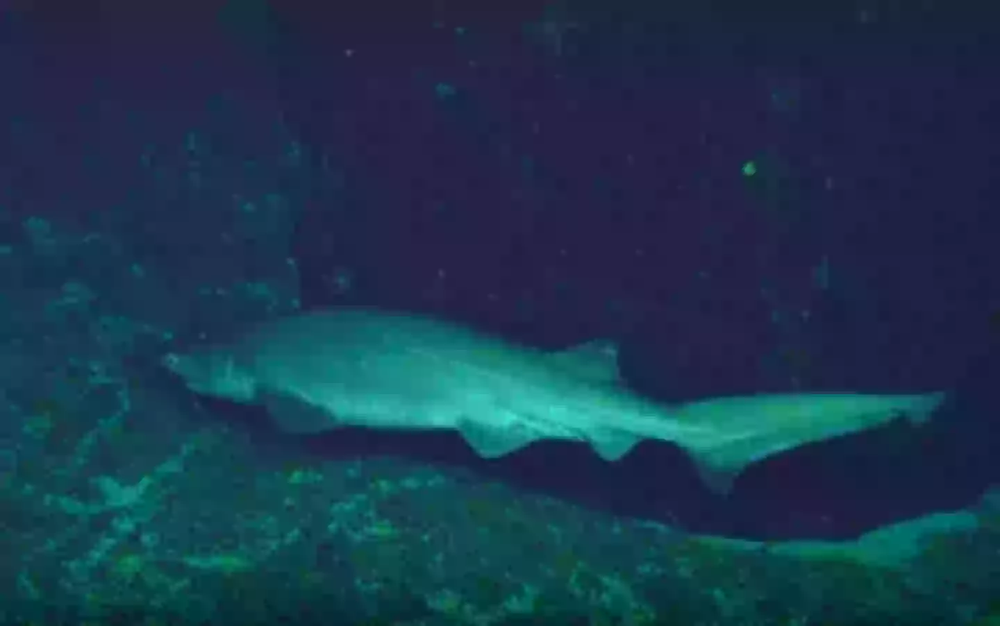 Another view of the rarely spotted shark (Schmidt Ocean Institute)
