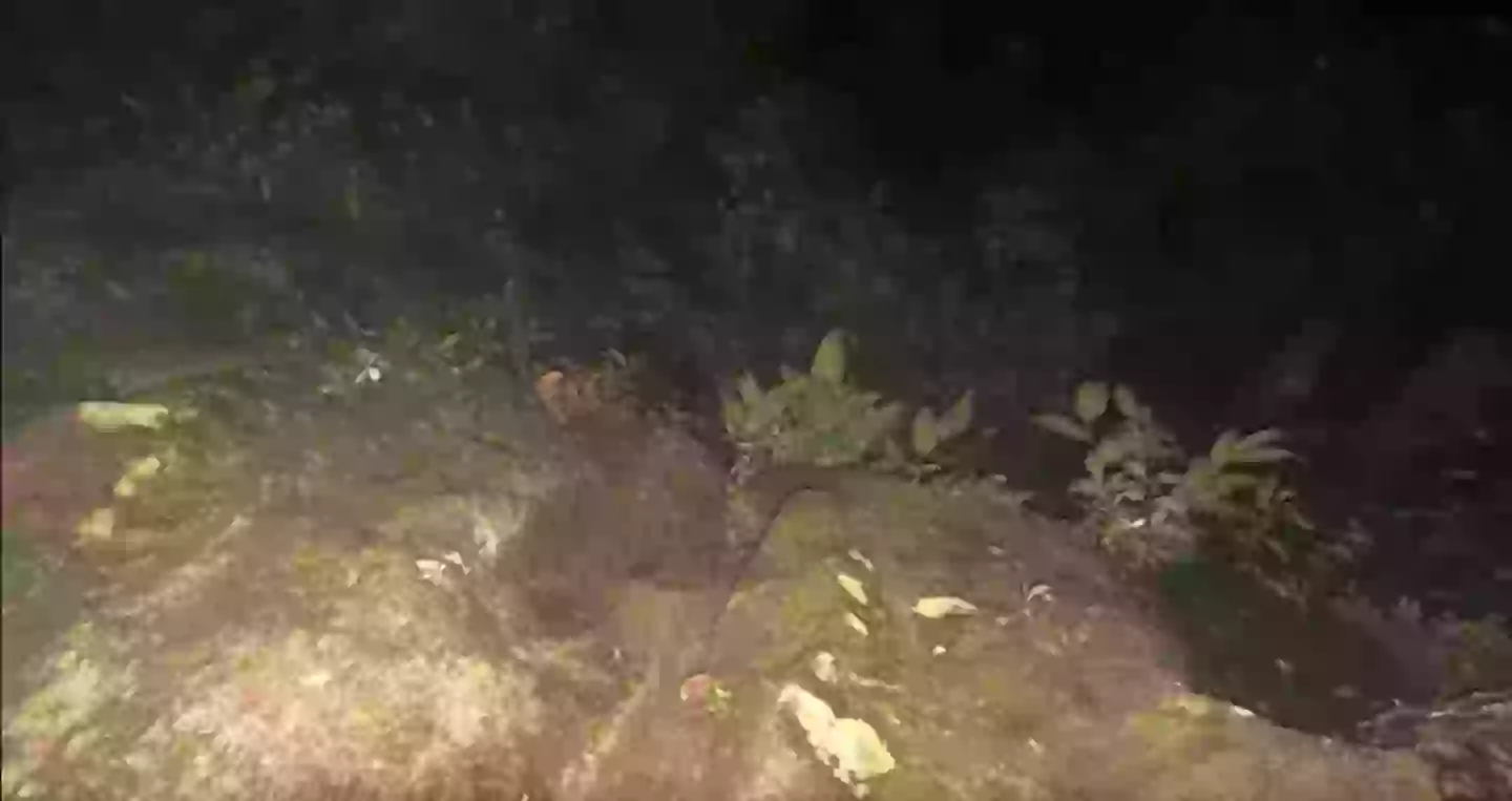 Bizarre snaps were found on their camera. (TVN2)