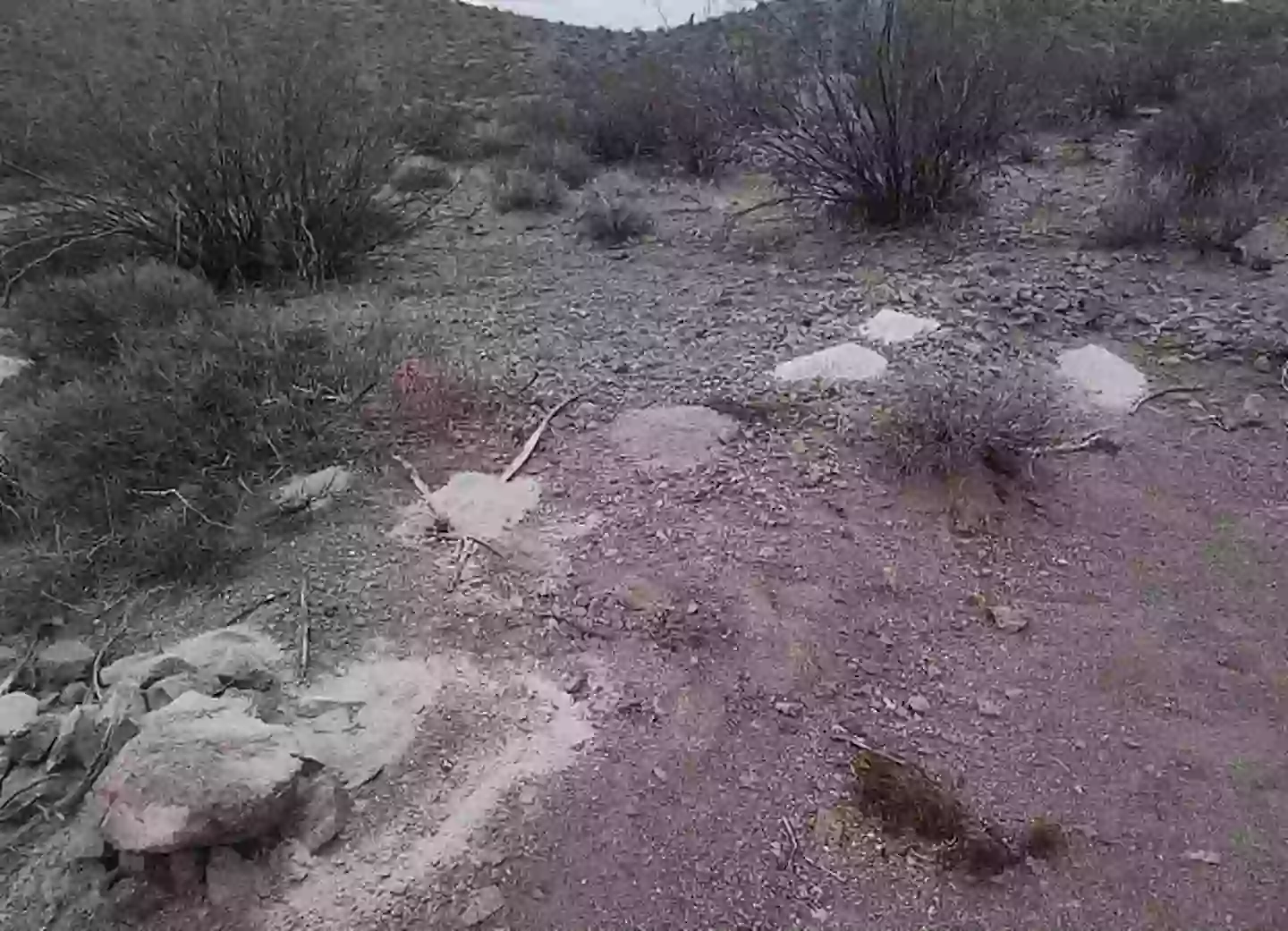 The disturbing discovery was found near the tiny town of Searchlight, Nevada (KLAS)