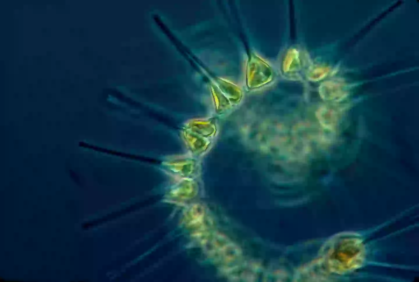 On Earth, marine phytoplankton produces dimethyl sulfide, Dr Steinke says it being discovered in K2-18b's atmosphere could point towards similar life on that planet (Getty Stock Photo)