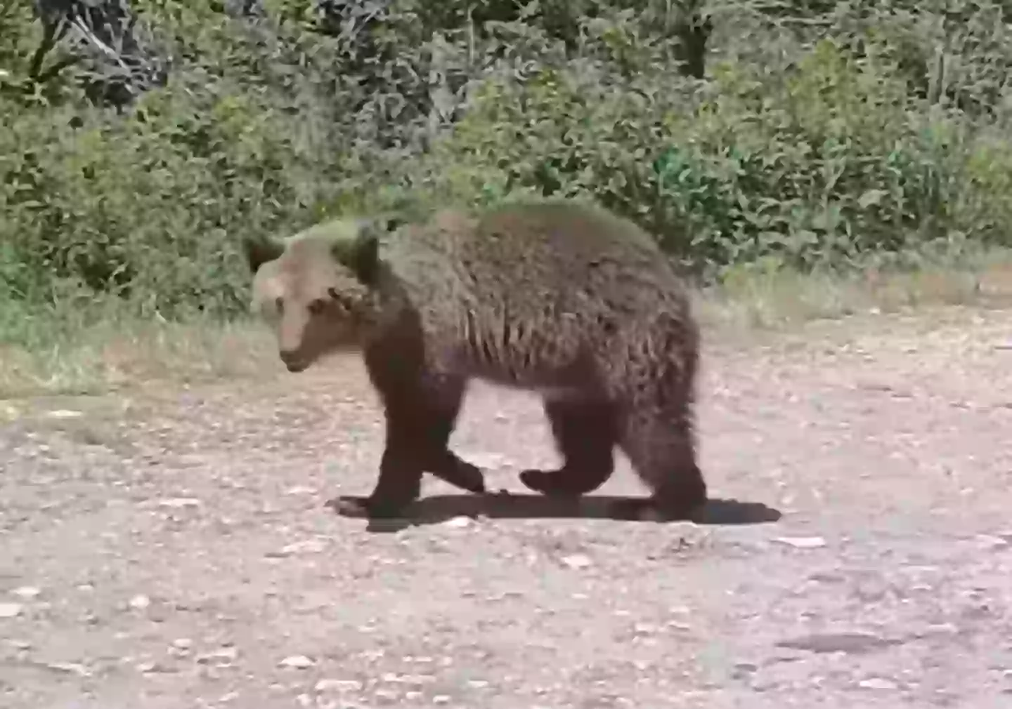 Tourist takes bear cub selfie before being mauled to death in Romania