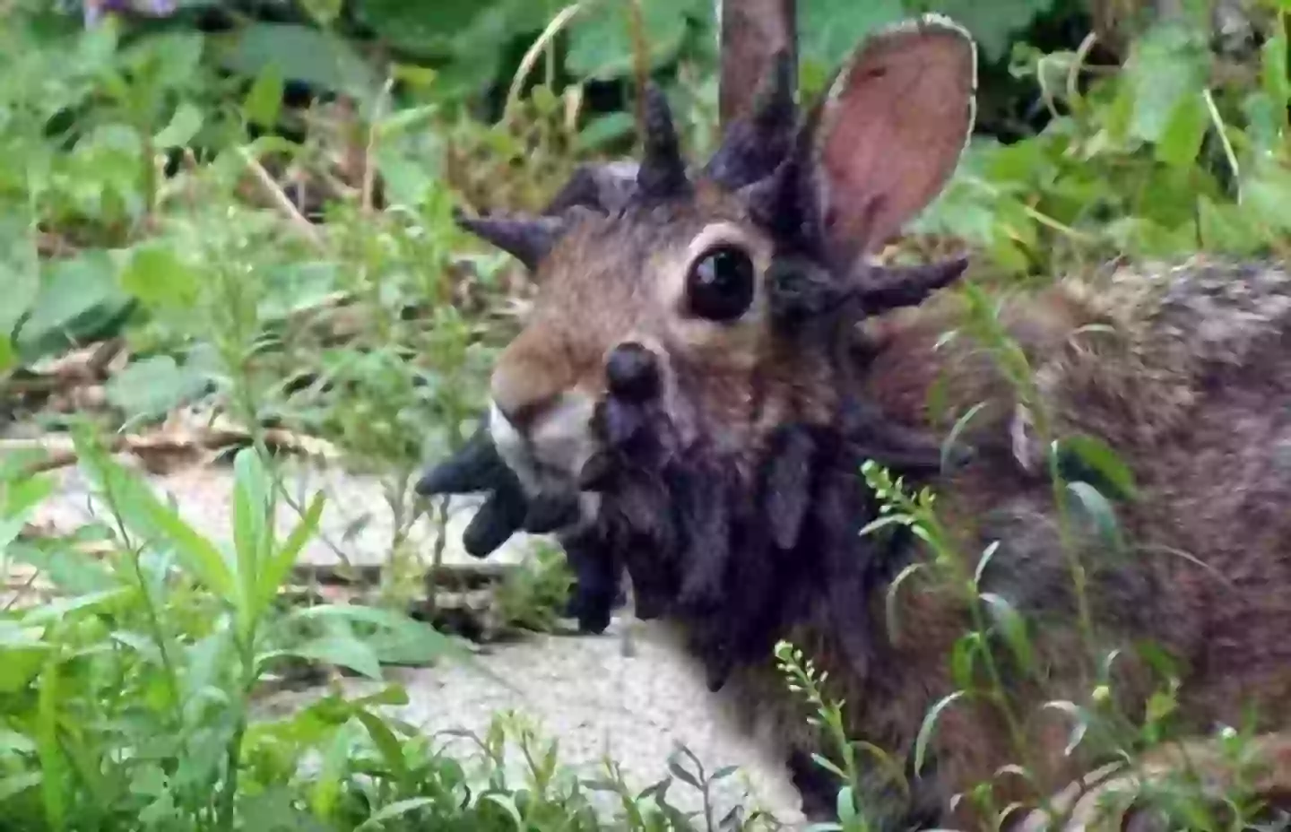 CRPV predominantly affects rabbits in the US (Reddit)