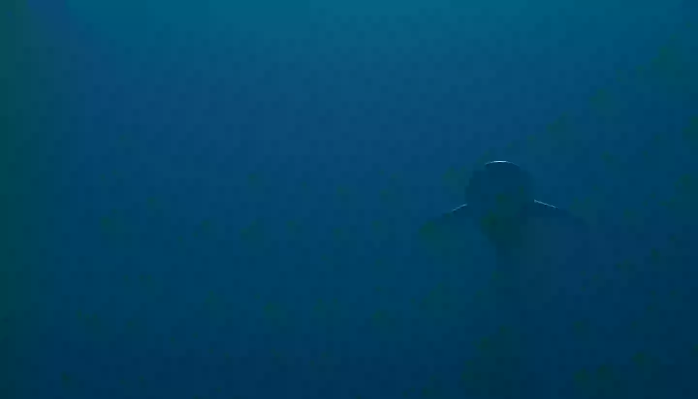 Several sharks are seen swimming past (Getty Stock Image)