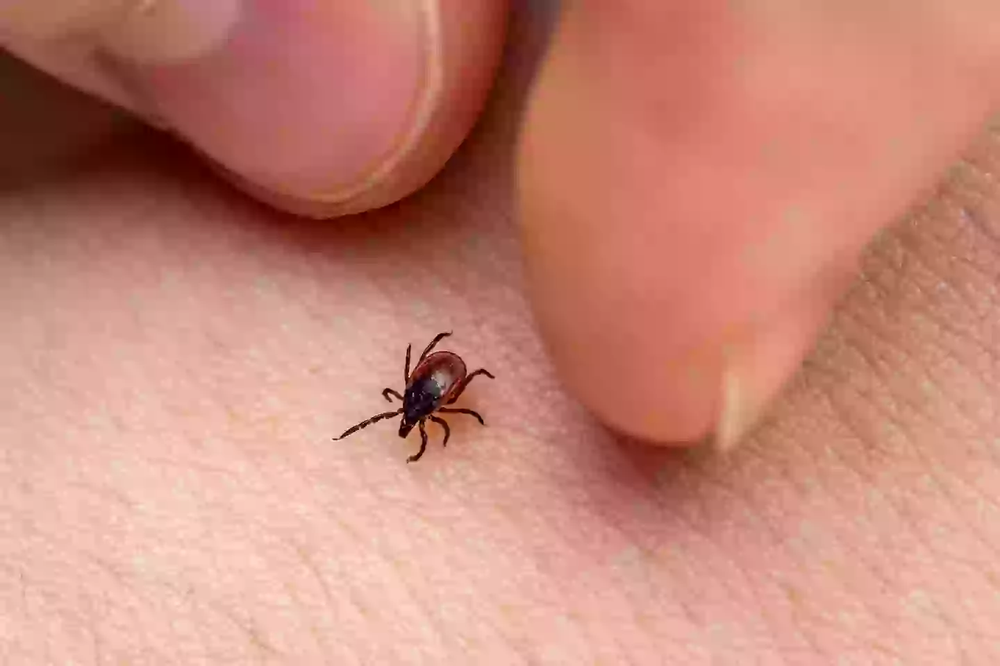 The new disease is spread by ticks (Getty Stock Photo)