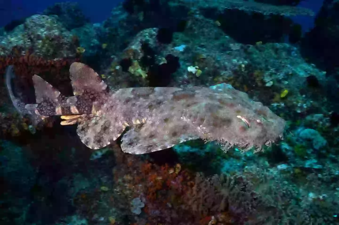 The wobbegong shark (Lillian SUWANRUMPHA / AFP)