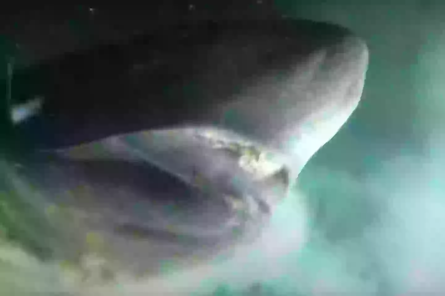 The pre-historic shark helped the team tag an animal from a submersible for the first time ever (Youtube/OceanX)