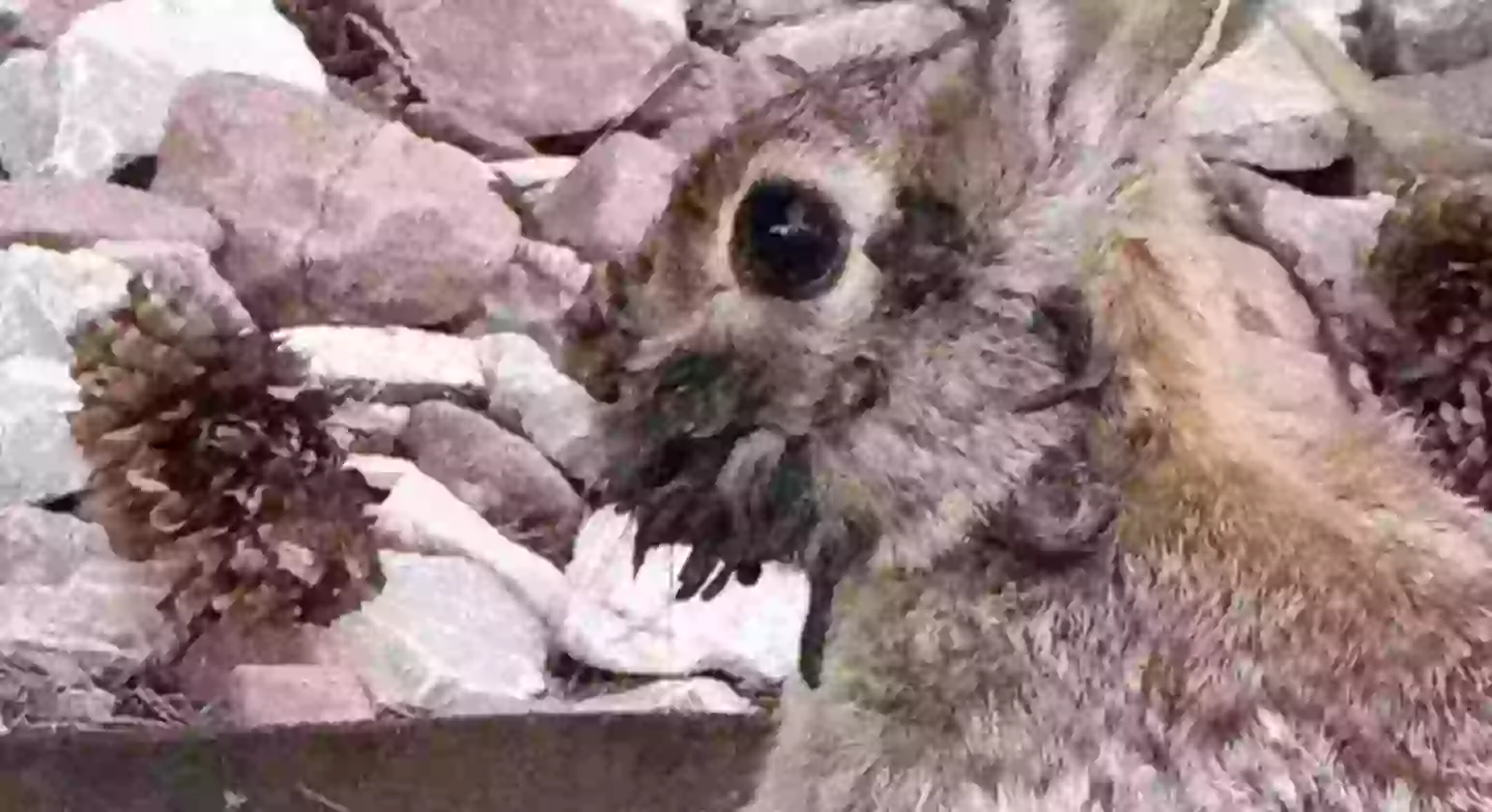 The animals have been spotted with black tentacle-like growths sprouting from their fur (Reddit)