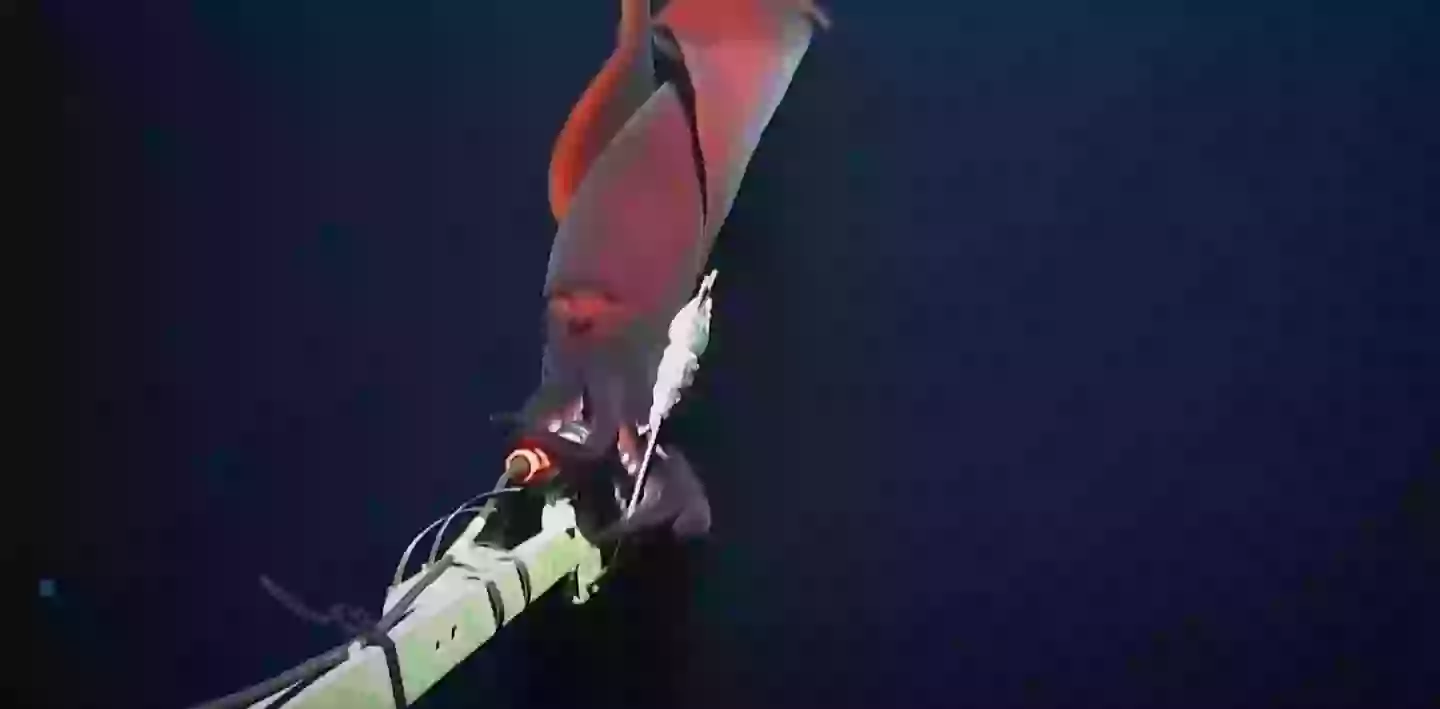 The squid thought that the camera was food, before realising it wasn't and swimming away (UWA/Inkfish)