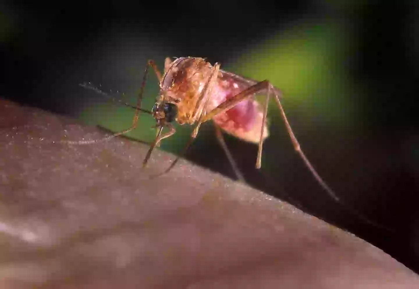 The insects seem to be big fans of people who have the blood type O (Smith Collection/Gado/Getty Images)