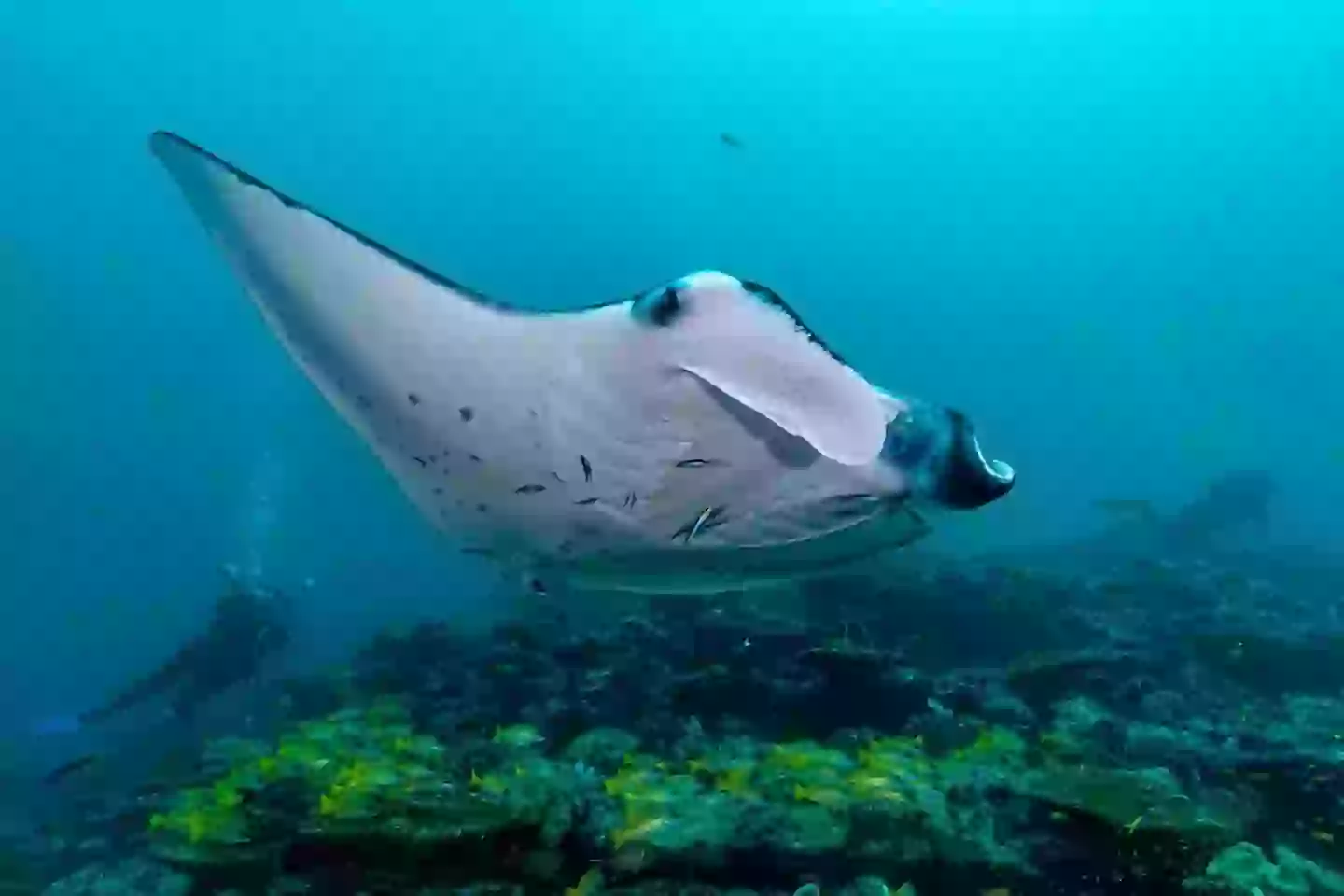 Oceanic mantas have huge brains.