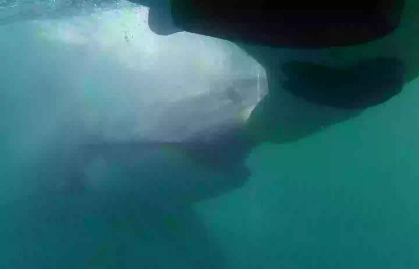 A large shark decided to bite the decoy's tail, luckily the man aboard had just made it off a few seconds ago.