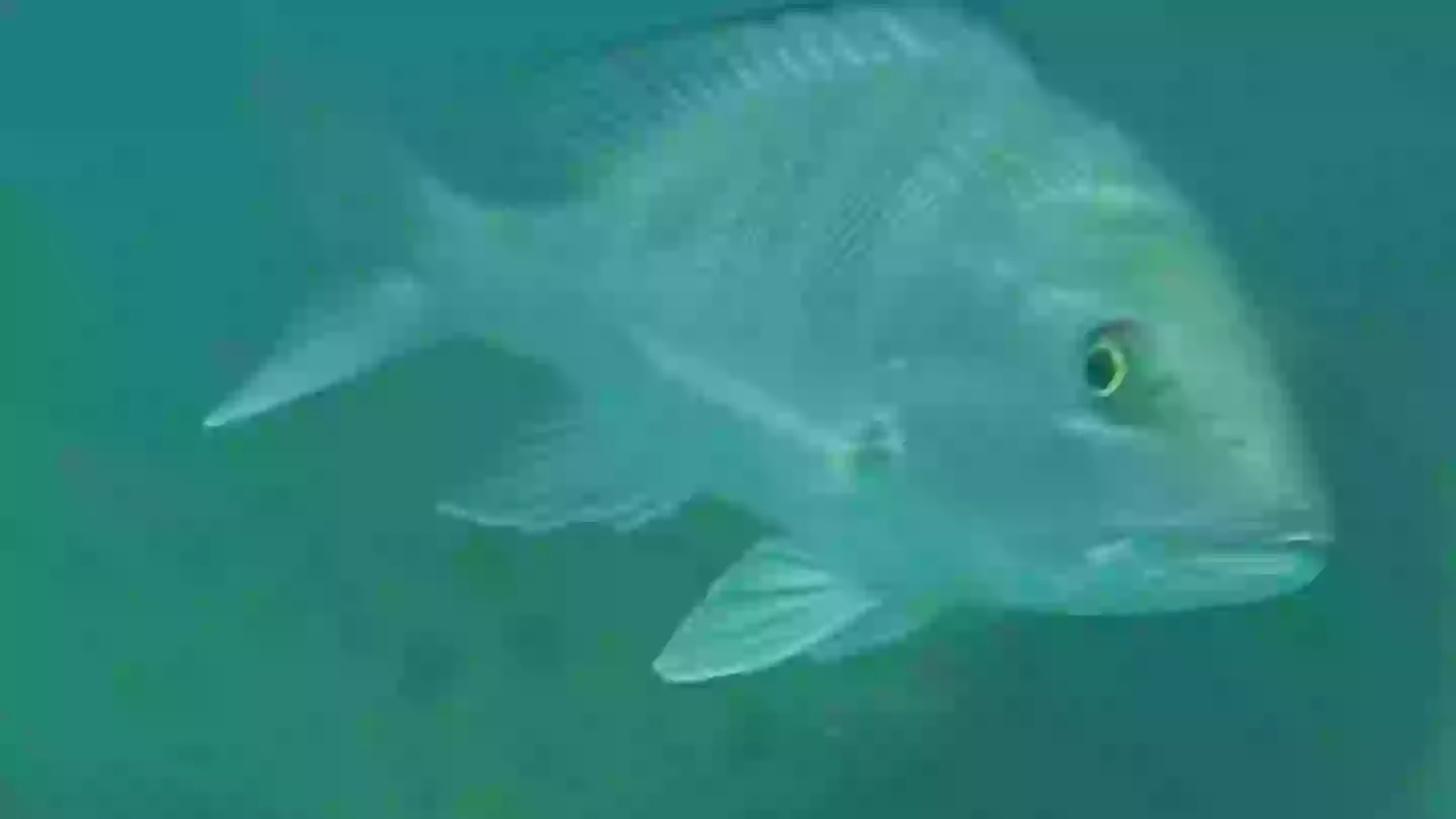 Man drops GoPro under boat to find out true reality of what’s underneath