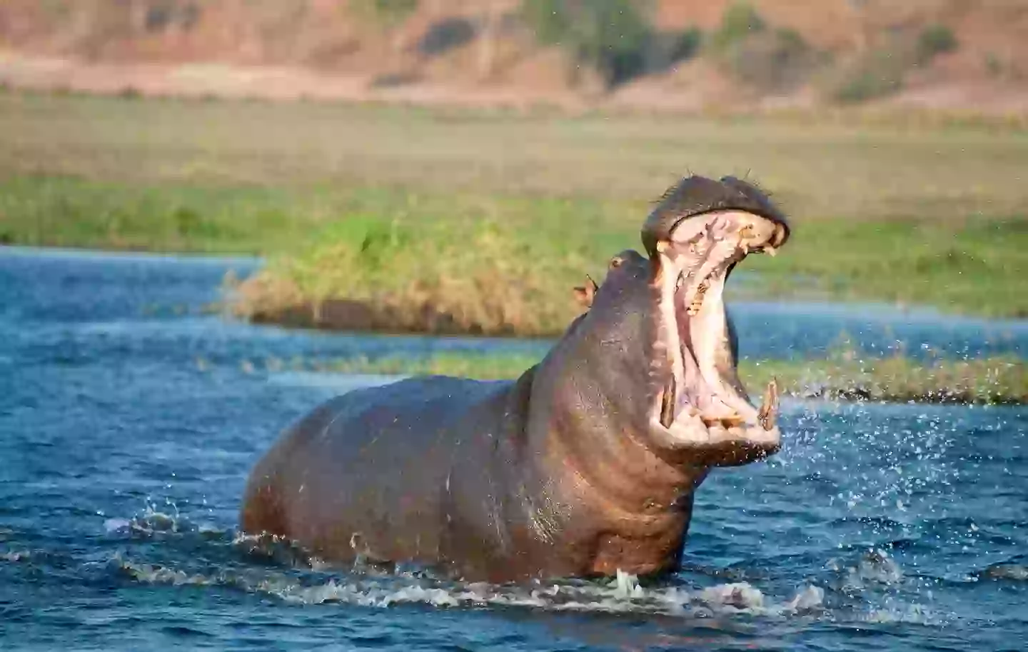 She was mauled by a hippo (Getty Stock Photo)