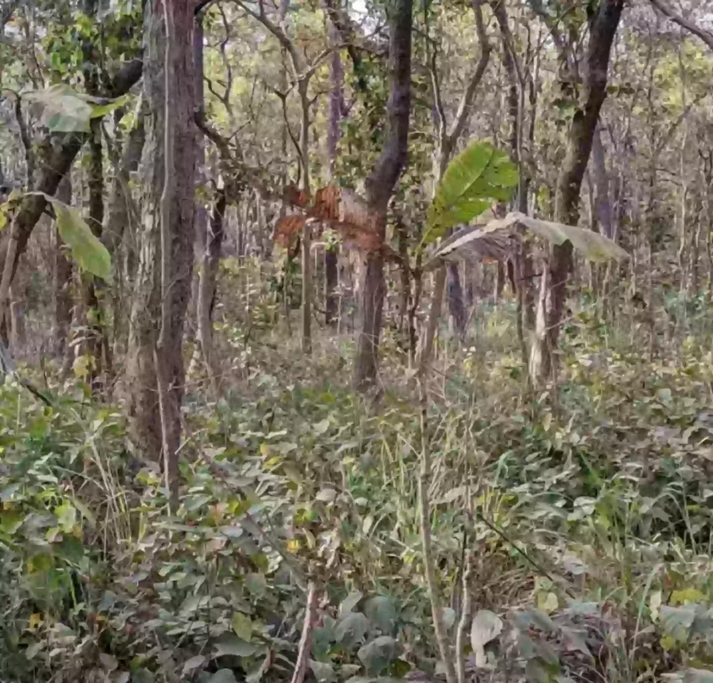You have a high IQ if you can spot hidden tiger in jungle photo in just 12 seconds 1 Spot the tiger in 12 seconds or you're dead. (Reddit)